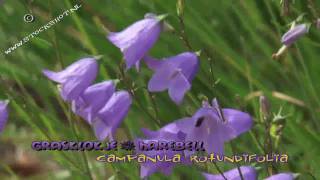 grasklokje  Campanula rotundifolia  Harebell [upl. by Luis480]