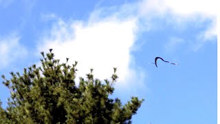 Slowmotion video of a flying snake in side view 6 2019 [upl. by Azarcon]