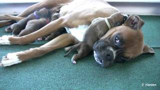 Boxers ThreeDayOld Puppies in HD [upl. by Fadas]