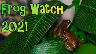 Froglet Feeding Time  Frog Watch 2021 [upl. by Inavihs]