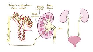 Regulation of Renal Blood Flow [upl. by Nylirak]