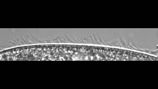 Metachronal Wave of Cilia [upl. by Anide]