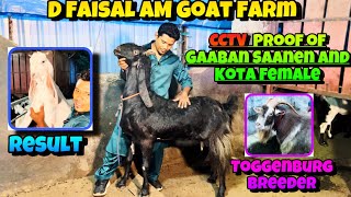 D Faisal Bhai ne Dikhaye Quality KOTA and SAANEN Female Collection of AM Goat Farm Bhiwandi Mahapoli [upl. by Curtis]