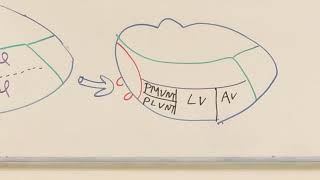 Thalamic nuclei Neuroanatomy 25 [upl. by Aicac]