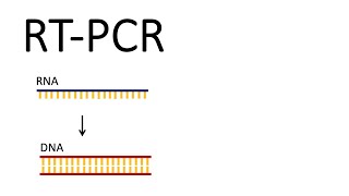 How we test for SARSCoV2  RTPCR Reverse Transcription PCR [upl. by Suzette]