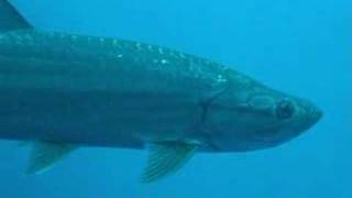 Freediving  Bahamas Deans Blue hole [upl. by Rose]