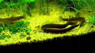 Pangio oblongaJava Loach Black kuhli feeding time [upl. by Syd]