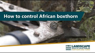 How to control African Boxthorn [upl. by Yxor]