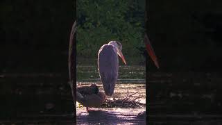 Heron in Reddish Vale Country Park heron birds birding stockport reddishvale [upl. by Aziaf]