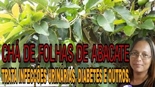 CHÃ DE FOLHAS DE ABACATE TRATA INFECÃ‡Ã•ES URINÃRIAS DIABETES E OUTROS [upl. by Fitzgerald]