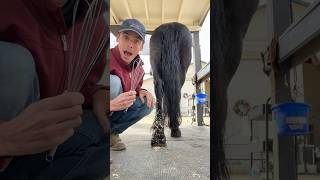 WHISK for grooming horses 🐴 Learning new grooming techniques from snow stuck to dogs [upl. by Karia468]