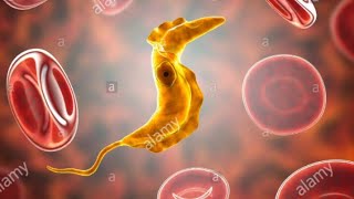 Trypanosome trypanosomiase parasitologie 3eme année médecine résidanat résumé et essentiel du cour [upl. by Aicilram]