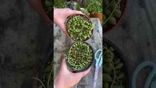 Succulent Propagation Made Simple [upl. by Anelhtak437]