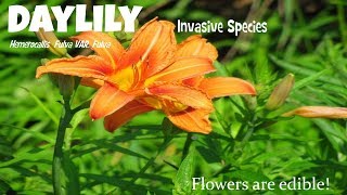 ⟹ DAYLILY  Hemerocallis fulva var fulva  Invasive species [upl. by Hanson866]