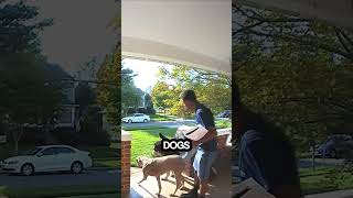 The Dogs at Home Spiced Up the DeliveryCaught on Ring Doorbell [upl. by Draner]