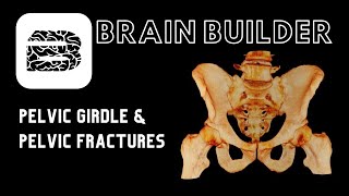 Pelvic Girdle and Pelvic Fractures  Skeletal System [upl. by Akim]