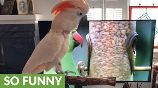 Barking cockatoo watches nature show on TV [upl. by Demha]