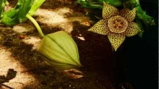 Stapelia grandiflora opening with flies laying eggs [upl. by Sudnac]