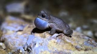 Redspotted Toad Anaxyrus punctatus [upl. by Thamos]