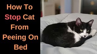 How To Stop Cat From Peeing On Bed  Tips and Tricks [upl. by Lahtnero]