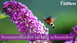 Sommerflieder pflegen Richtiges Schneiden für üppige Blüten  Gartentrick [upl. by Theda951]