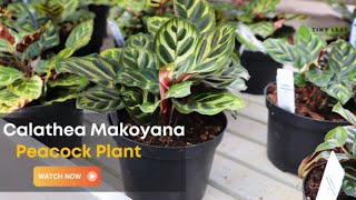 Calathea Makoyana  Care and Growing Guide for Peacock Plant [upl. by Els]