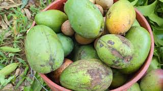 The Bittersweet End Hurricane Beryl Marks the Close of Mango Season at Bluefields Organic Farm [upl. by Alhak625]