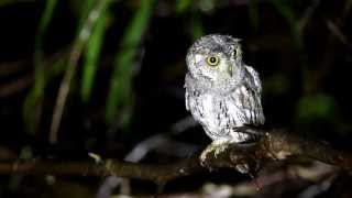 Oriental Scops Owl [upl. by Anwahs]