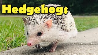 Hedgehogs  10 Cute Facts about the Hedgehog [upl. by Oderfliw]