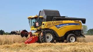 New Holland CX8090 Elevation  Loonw Van Holderbeke  triticale dorsen [upl. by Nit188]