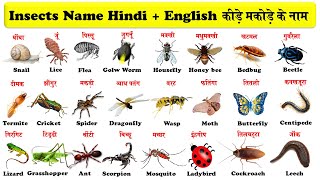 insects names in hindi and english with pdf  कीड़े मकोडे के नाम हिन्दी एवं अंग्रेजी भाषा में [upl. by Nylidnarb]