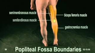 Surface Anatomy  Posterior Thigh Popliteal Fossa 2D [upl. by Terryn]