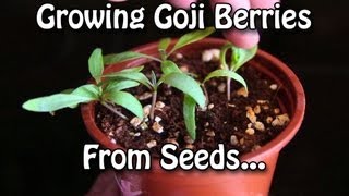 Growing Goji Berries  How to grow Wolfberries from Seed [upl. by Carly]