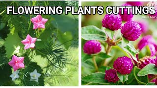 Garden Flowering plants cutting update  new plants cuttings garden flowers cuttings monsoon [upl. by Jonie418]