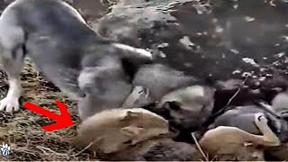 Kangal Obliterates A Wolf  Kangal vs wolf fight [upl. by Aholla]