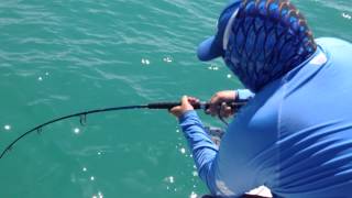 Goliath Grouper Eats Shark [upl. by Naesal]