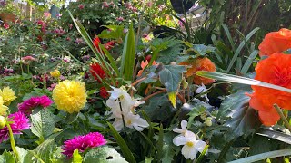 DAHLIAS in Pots Geraniums Pelargonium Begonia in my garden in LONDON [upl. by Notyard]