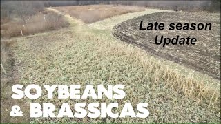 Soybeans amp Brassica Food Plot Update  Dec 26 2018 [upl. by Nahej]