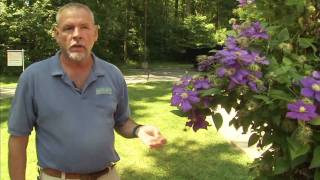 How to Prune Clematis [upl. by Swithbart705]