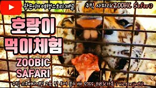 수빅 호랑이 먹이체험 살벌합니다 ZOOBIC SAFARI TIGER FEEDING CHICKEN 수빅에 가면 꼭 가서 눈앞에서 봐보세요 [upl. by Matland470]