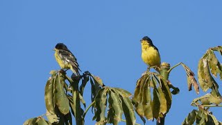 Lesser Goldfinch Singing [upl. by Notsnarc]