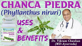 CHANCA PIEDRA PHYLLANTHUS NIRURI  USES AND BENEFITS DR VIKRAM CHAUHANMD  Planet Ayurveda [upl. by Yvonne556]