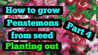 How to grow Penstemon from seed part 4 [upl. by Annoirb256]