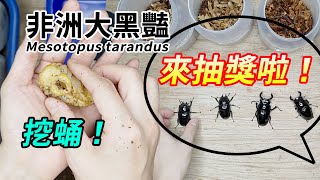 【山林蟲坊】抽獎啦！非洲大黑豔挖蛹記  Lets draw a lottery Mesotopus tarandus Pupae Digging [upl. by Sumahs]