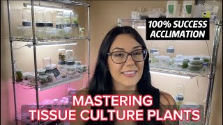 MASTERING TISSUE CULTURE PLANTS  HOW TO ACCLIMATE PLANTS FROM TISSUE CULTURE [upl. by Kore]