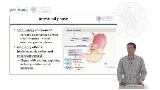 El estómago Fisiología y regulación  518  UPV [upl. by Nodaj]