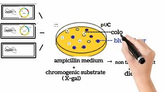 INSERTIONAL INACTIVATION  Chromogenic substrate amp blue colour colony class XII educationk6111 [upl. by Anitteb977]