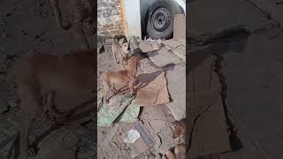 😂 Most Dramatistic Fight 💥 Ever Between Two Puppy 🐶  funnydogs puppy viral shorts trending [upl. by Inalial]