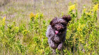 How Loyal is a Wirehaired Pointing Griffon [upl. by Enelez]