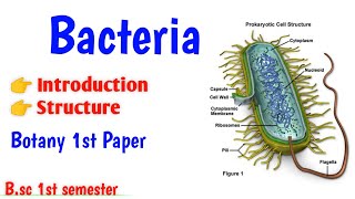 Structure of Bacteria Bsc 1st semester Botany Microbial world Bacteria structure UmeshBiology [upl. by Nivat304]